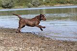 LABRADOR 242